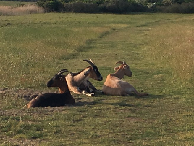 3EEF9258-39DB-46B5-90AF-61E5C965E535